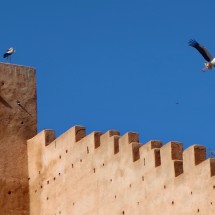 Storks on the wall of the Chellah